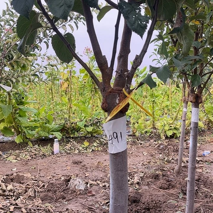 多品苹果树！！！！！！！！！！！