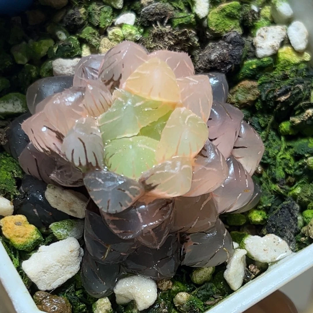 恭喜发财大吉大利792