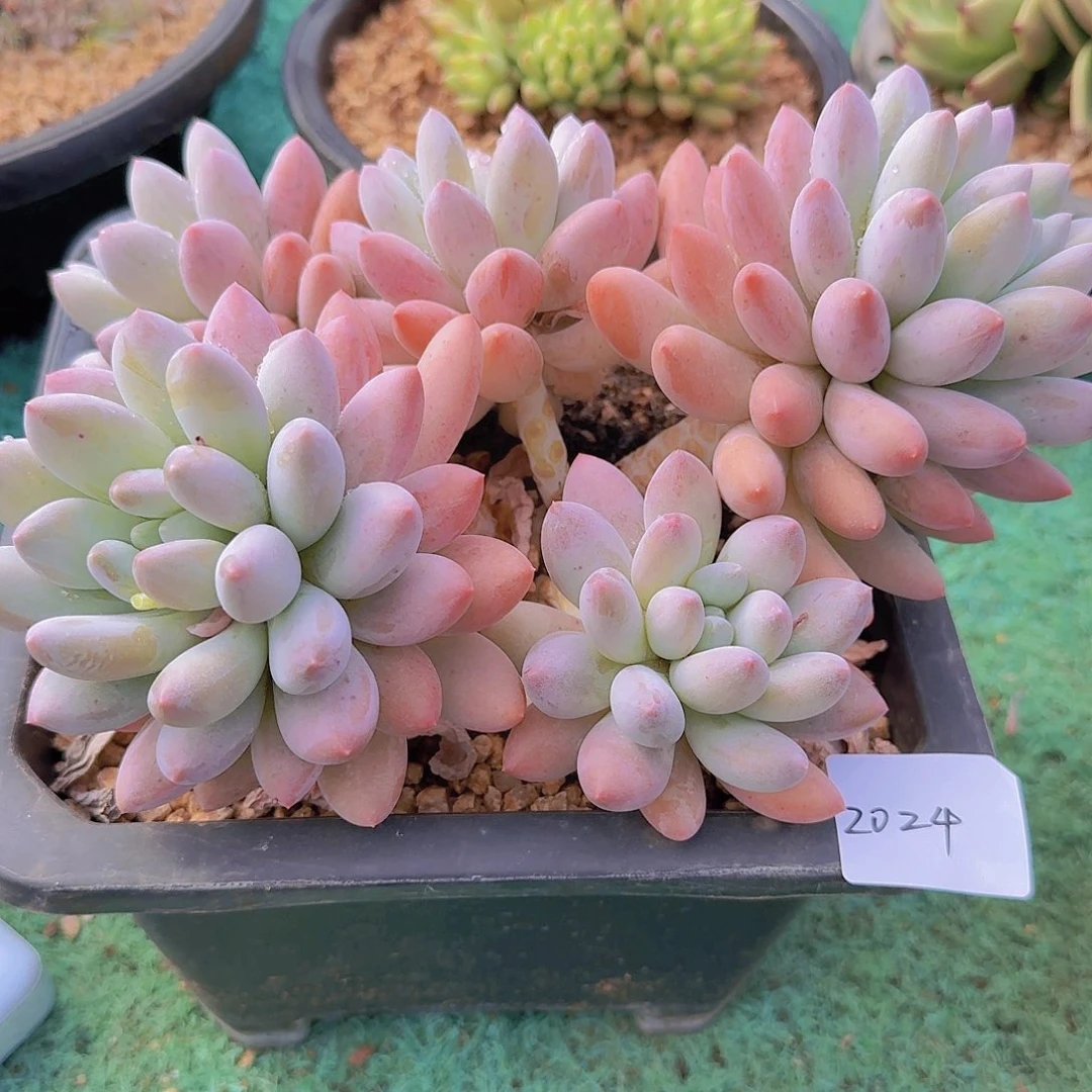 2024所罗门杂交多肉植物