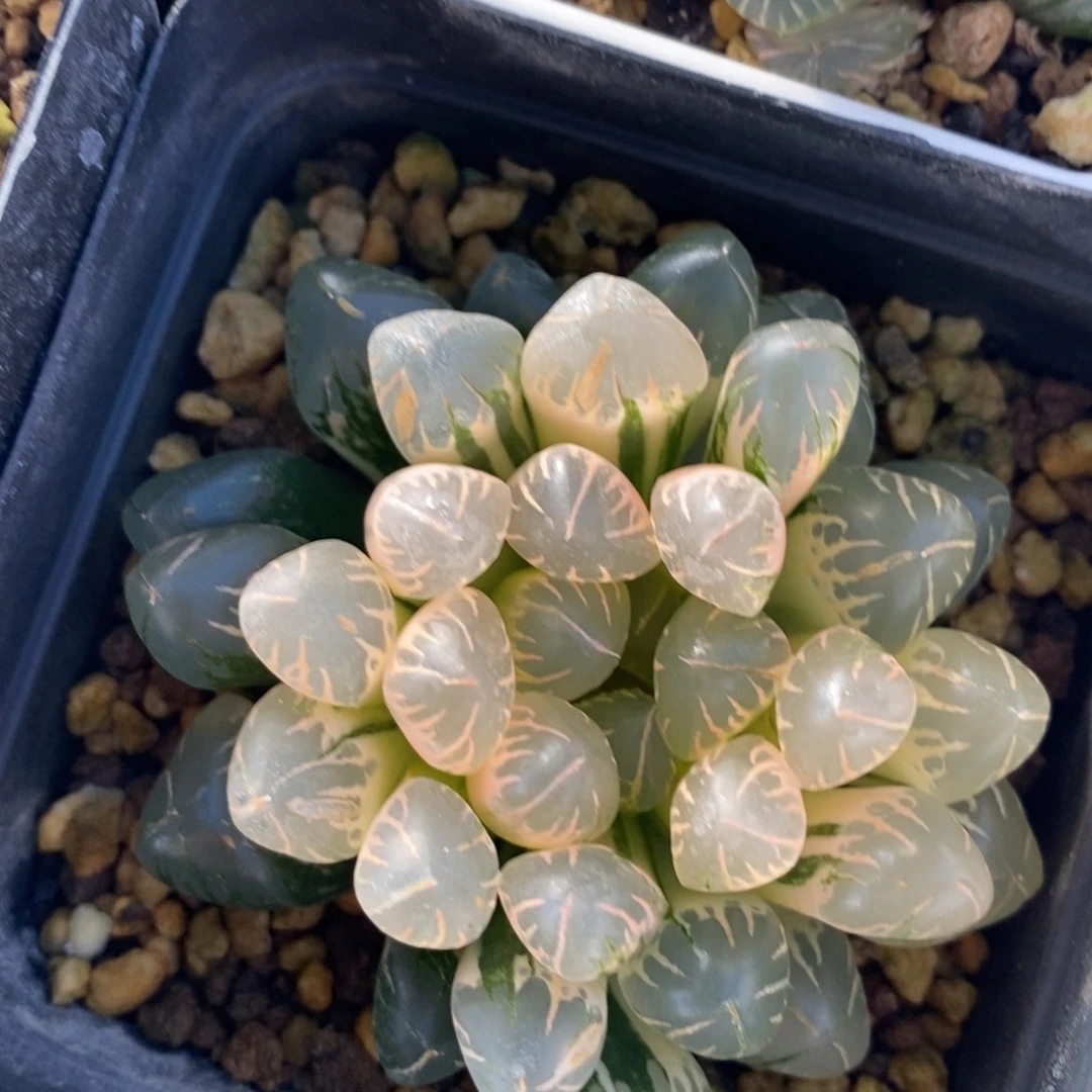 一颗实生糊斑玉露锦 特价