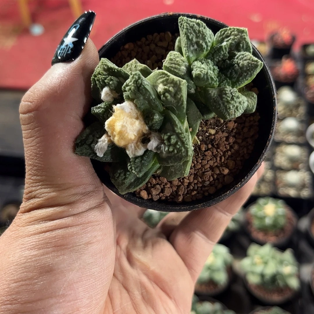 蟹****盗108172一物一拍单头发货