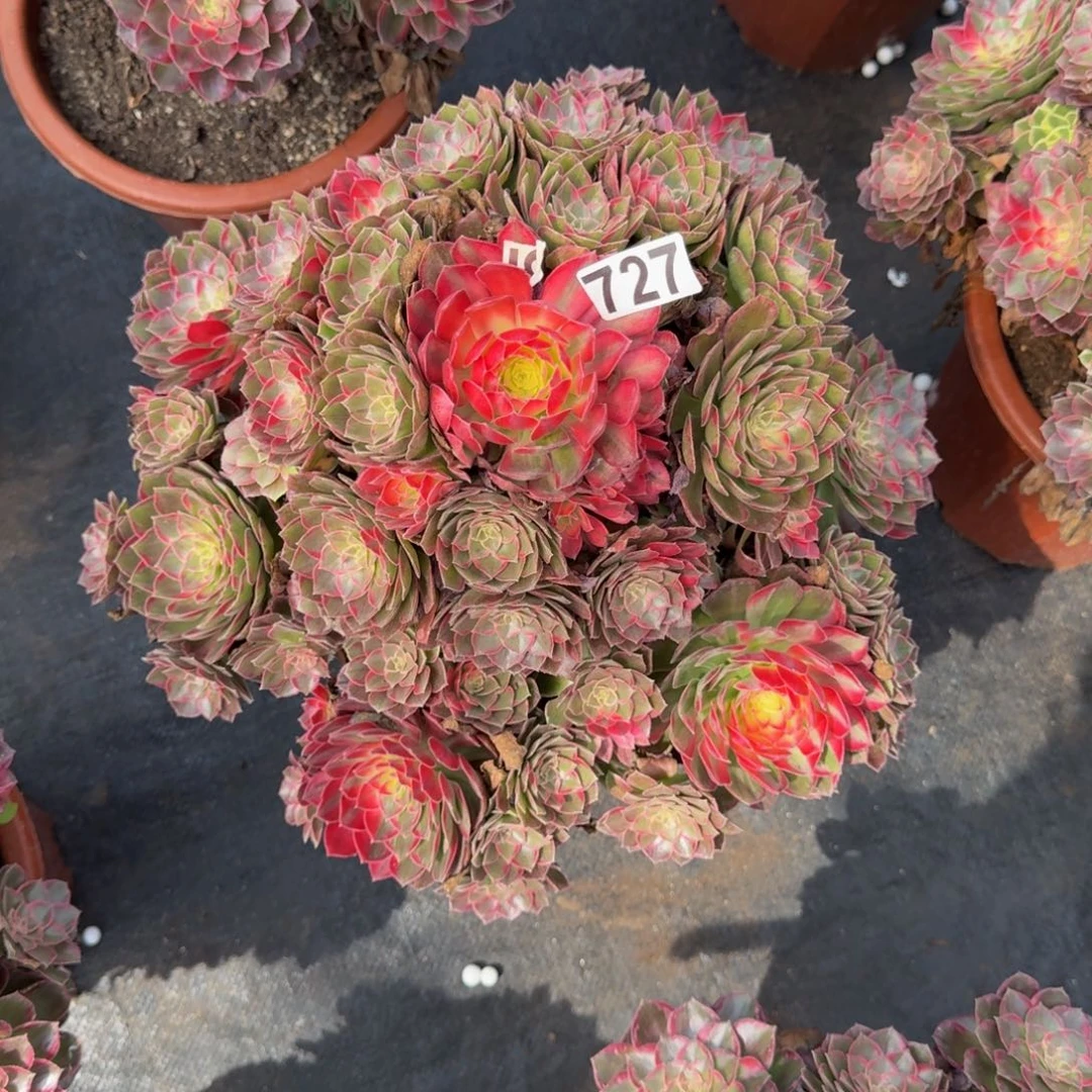 此***冰727多肉植物多肉植物