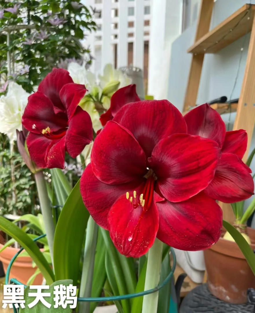 (黑天鹅)朱顶红自然5+