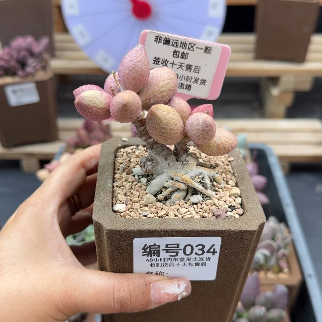 自****诊034金桔多肉植物