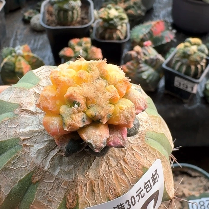 张529小尤牡丹锦仙人球