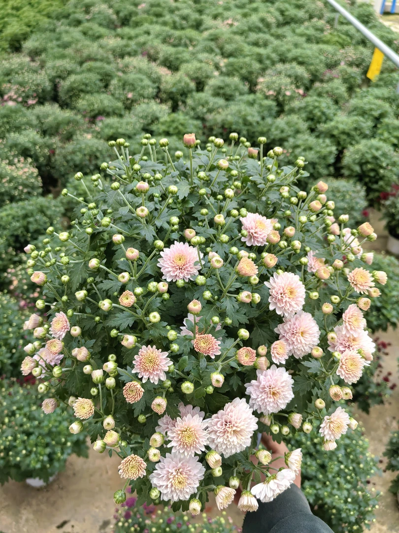 粉水晶(千头菊)1加仑盆开花机器耐高温耐低温多年生草本花卉