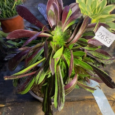 水墨丹青多肉植物2653