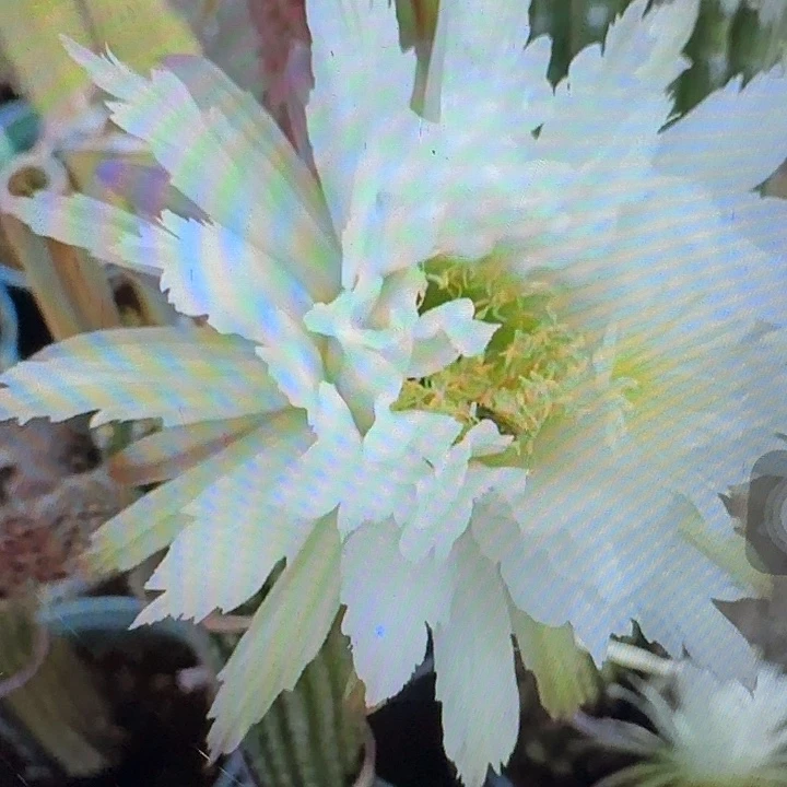 鹦鹉侧芽高8公分毛花柱