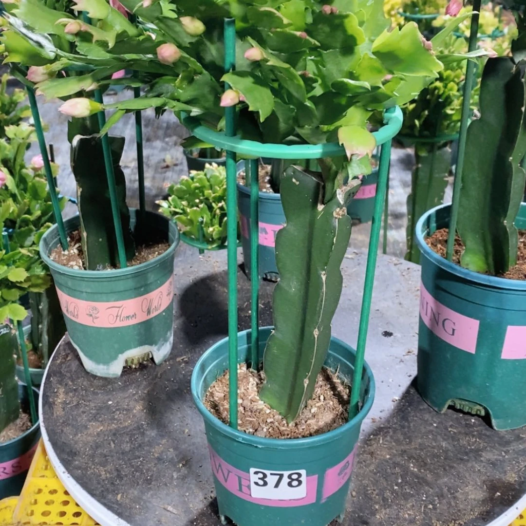 【闪购商品】无花朵心***多378嫁接073