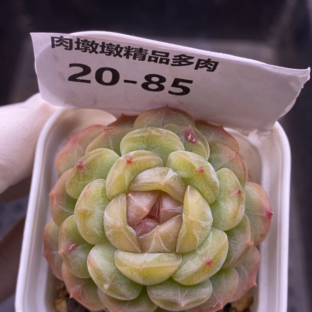 【闪购商品】20-85白恋
