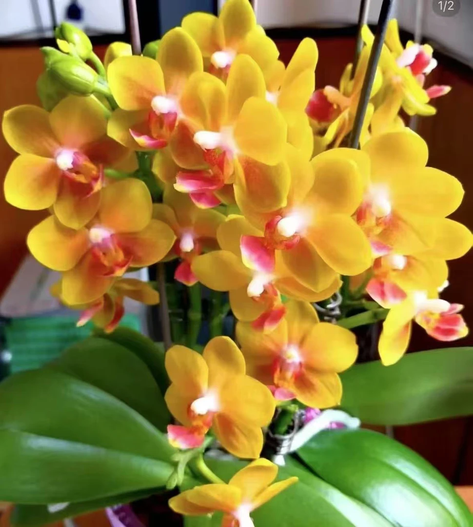 蝴蝶兰苗不带花剑333颗一组【3颗】不同品种发货