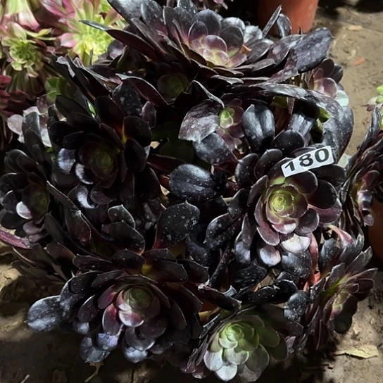 专****浴一颗多肉法师植物