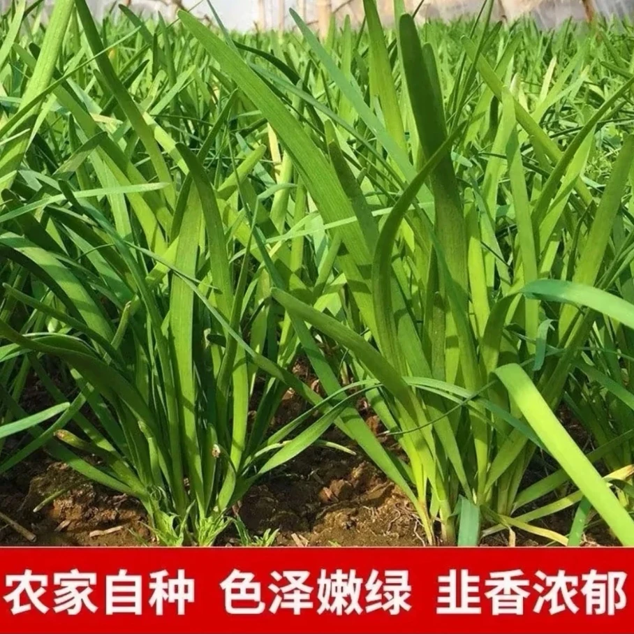 山东农家韭菜，头茬韭菜，韭菜味浓郁
