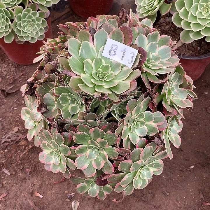多肉植物安娜813号