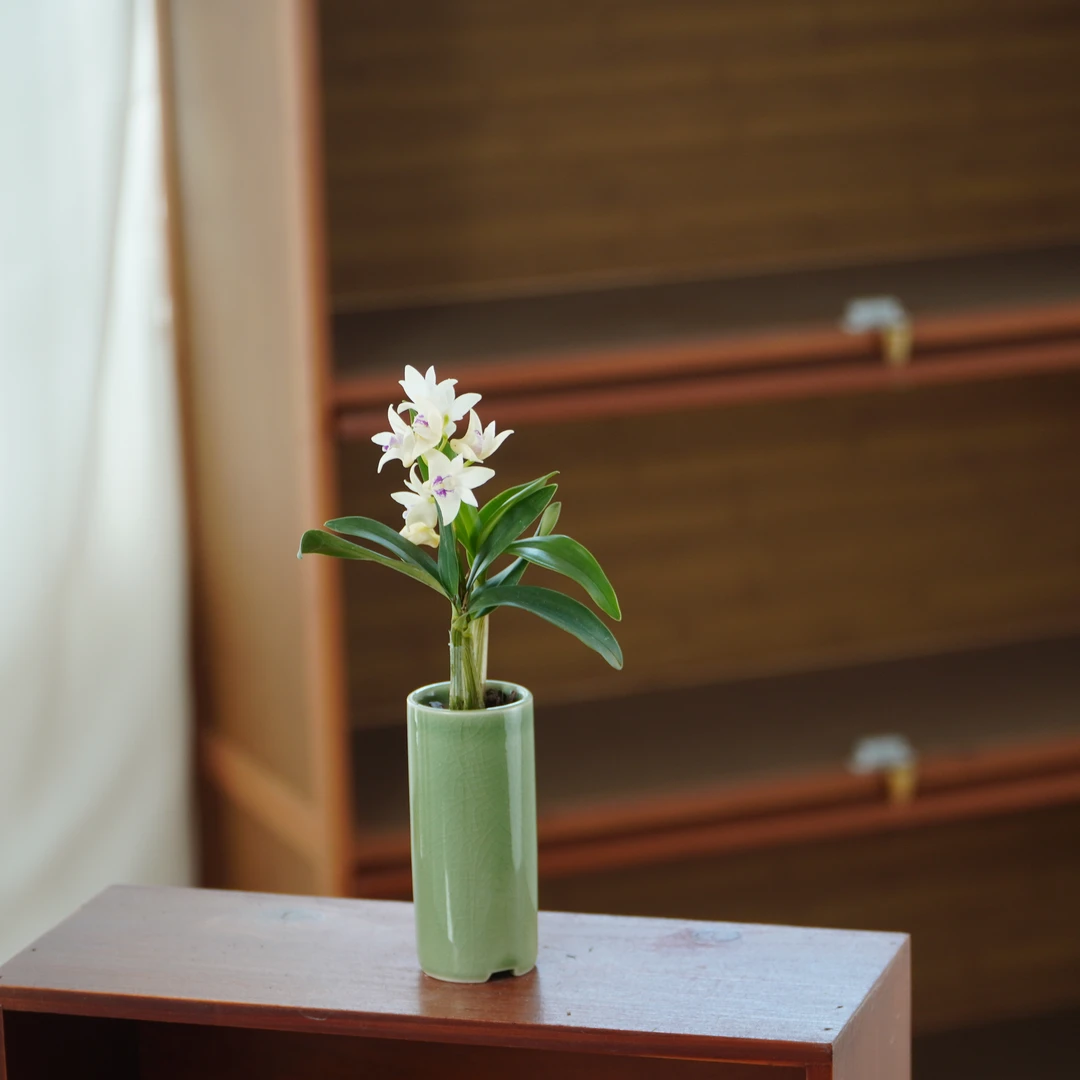 白花香水石斛桌面绿植盆栽