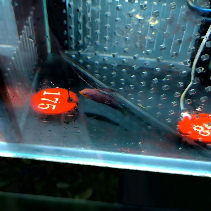 六线龙5-52-175海水