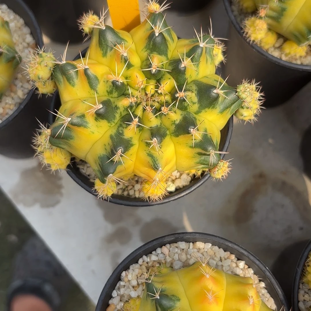 熬***色87-1116泰国发货多肉