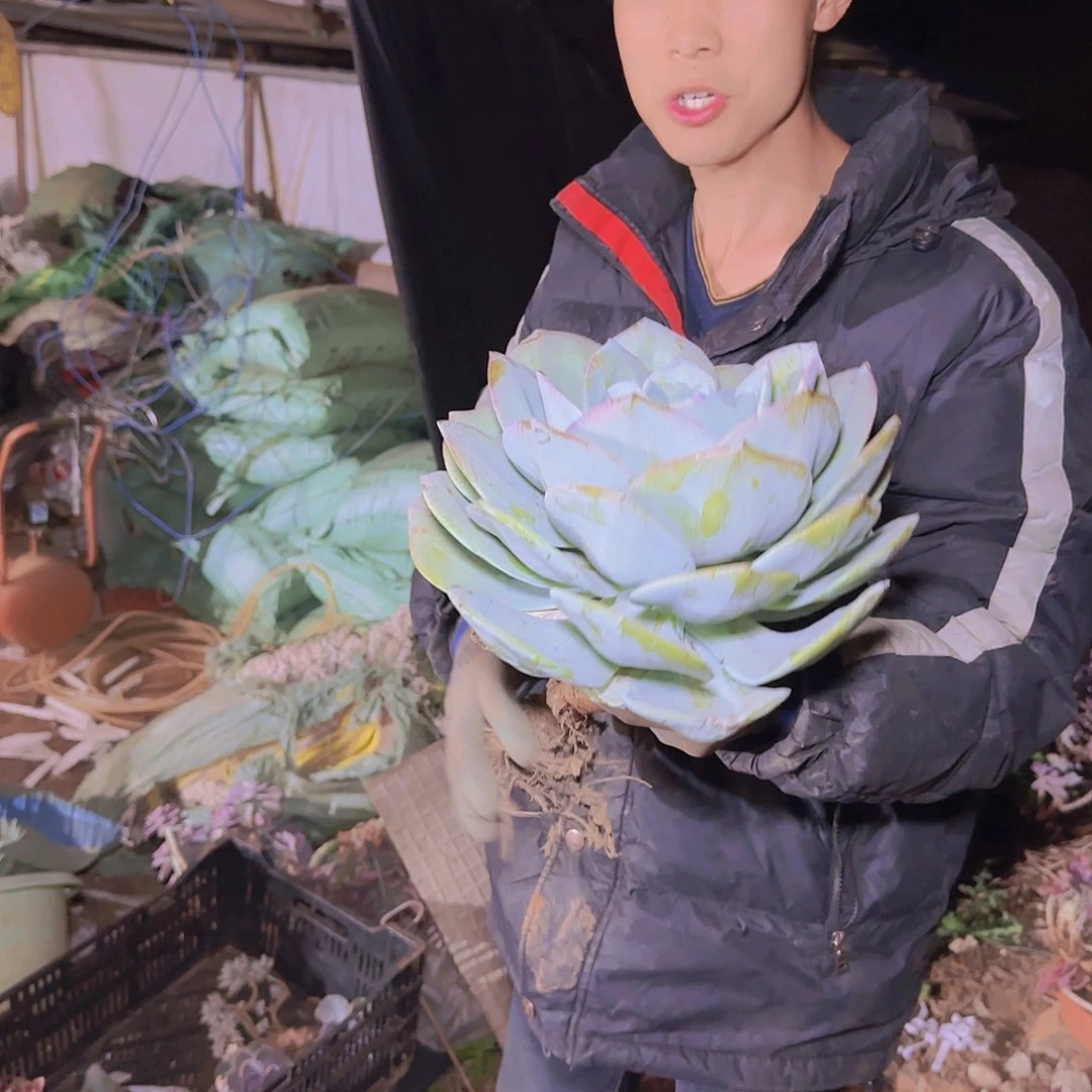 盆栽大单头白凤多肉