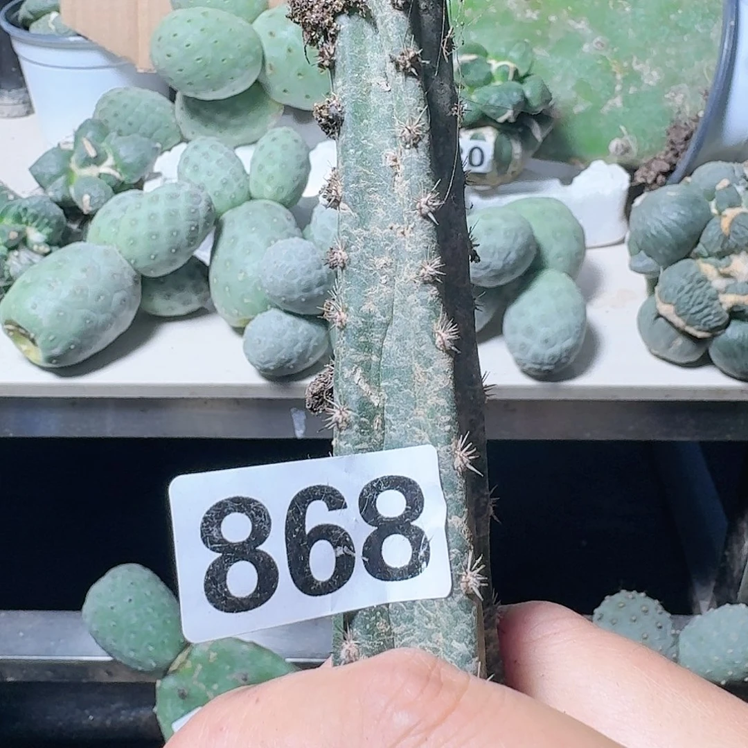 【闪购商品】无花朵遇****好大尤皱尤868