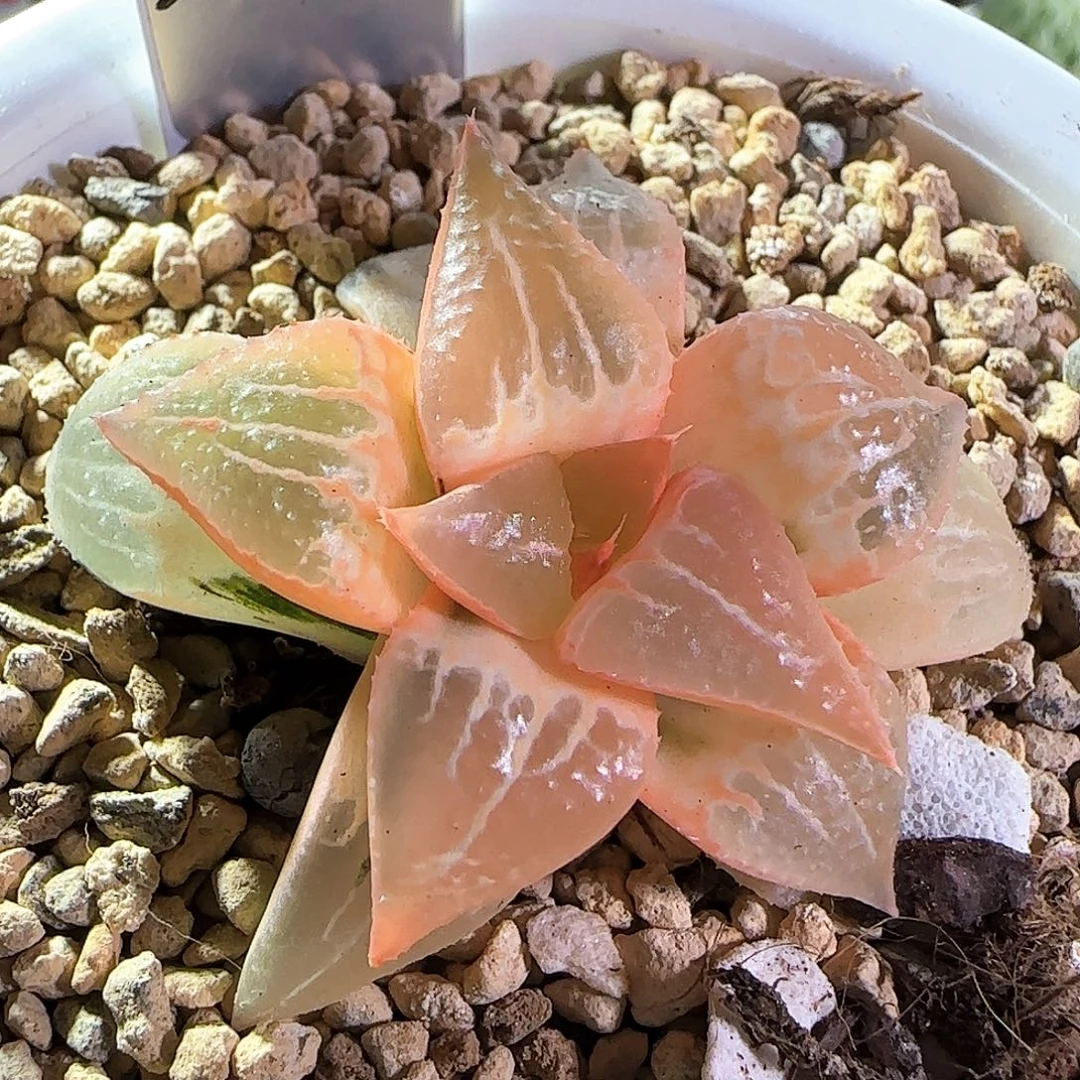 91号糊斑酒吞童子锦一物一拍带盆土