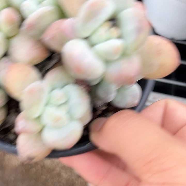 叶***桐香水46788999“kkkmn