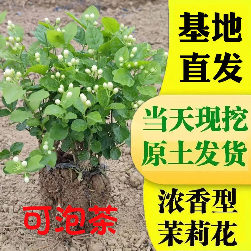 四季茉莉花老桩苗带花苞列车四季开花驱蚊水培室内好养花卉植物