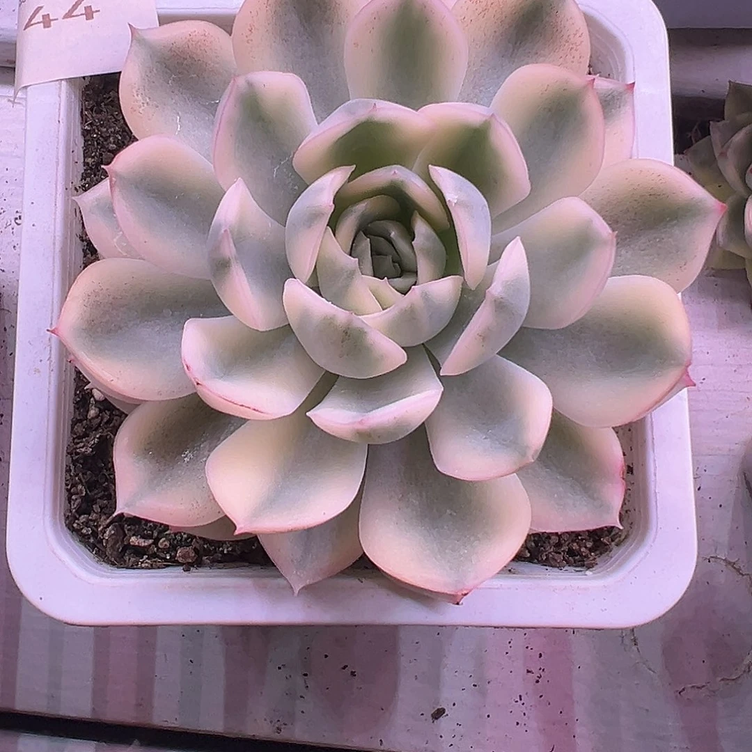 44月亮仙子锦多肉植物