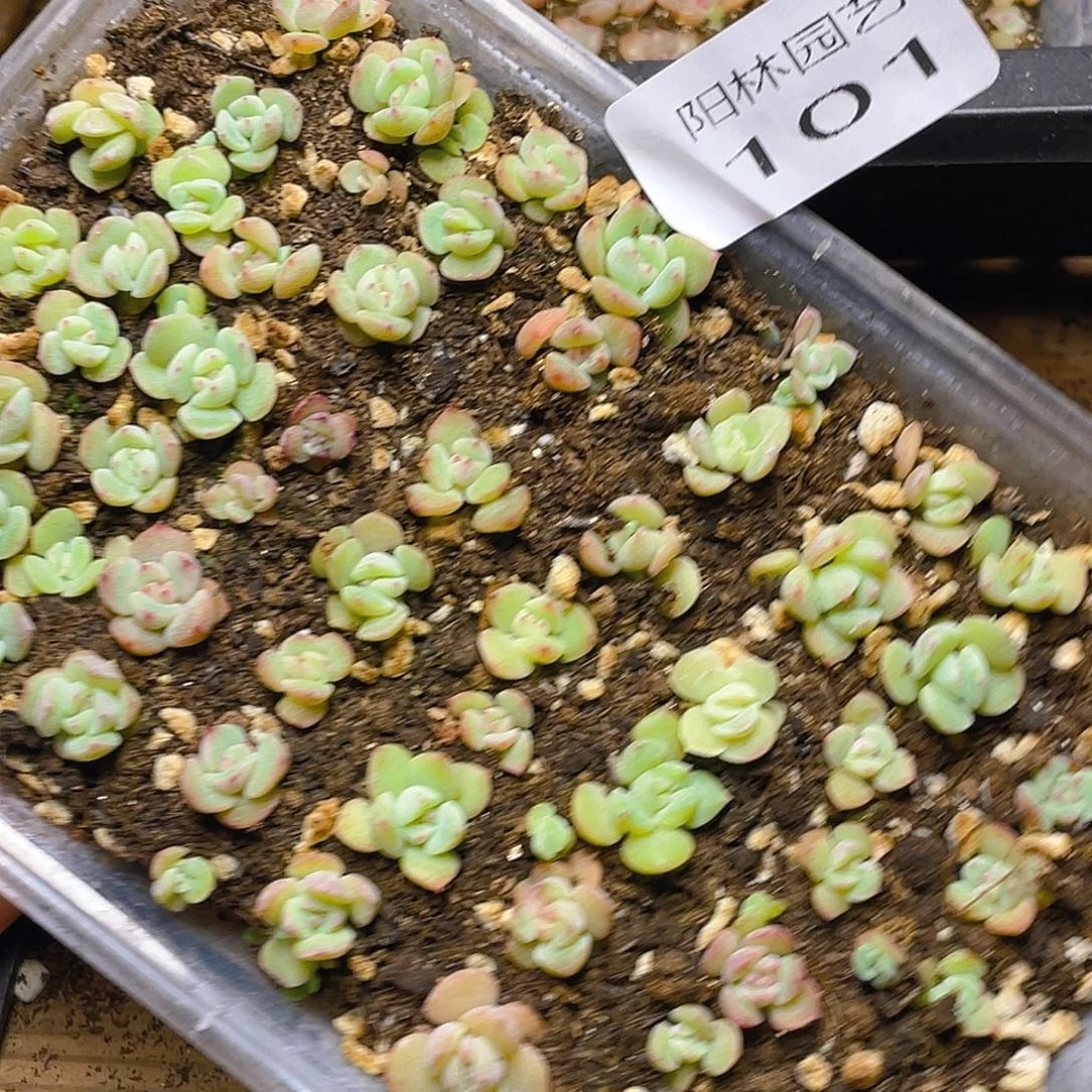 多肉植物多肉植物101
