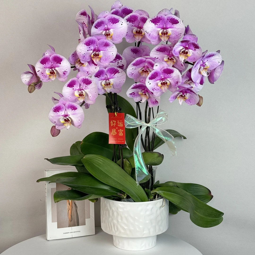 蝴蝶兰《海洋之心》年度爆款花组盆绿色美观花色娇艳耐养室内花