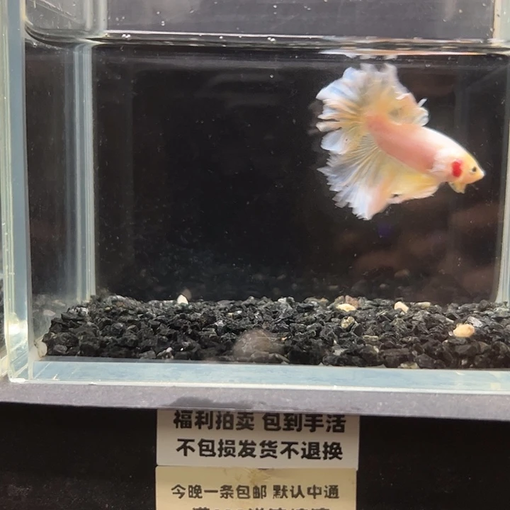 斗鱼竞拍跑单拉黑12日27