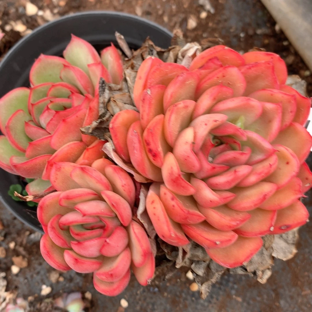 4685杂交多肉植物