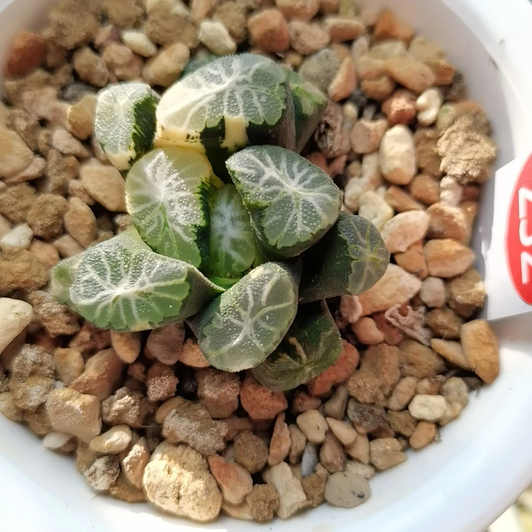 232号万象锦一物一拍带盆土发货