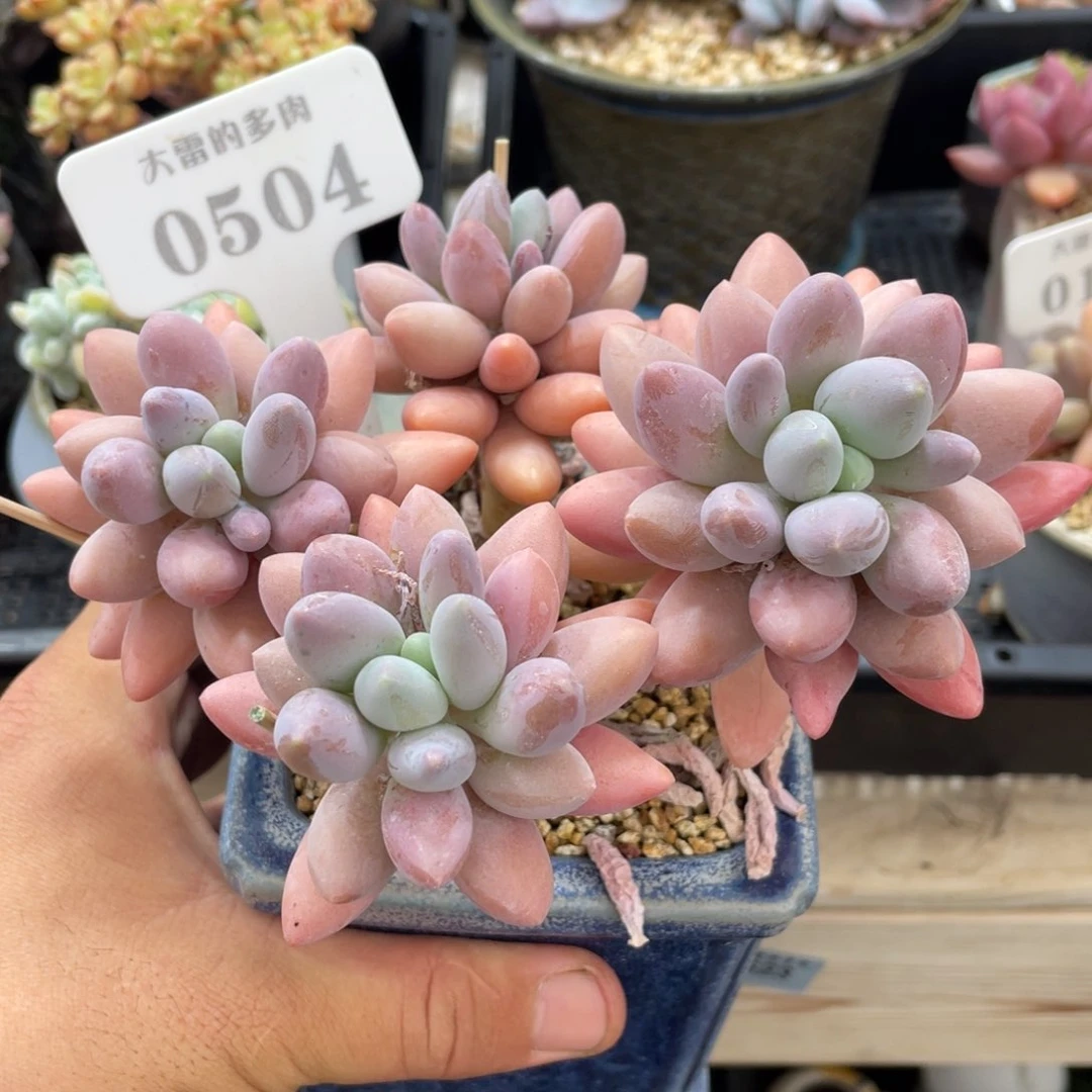 0504汤圆不带盆13厘米