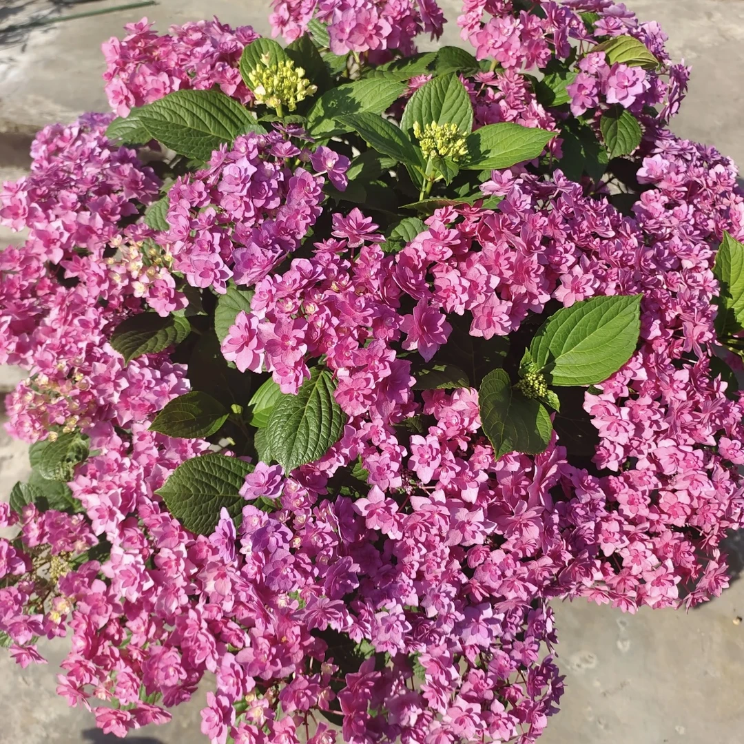 【复古腔调】绣球盆栽庭院阳台新手易养护喜水花园植物