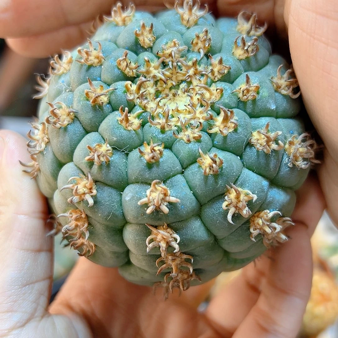 晚24号苗接带中刺猫爪无根7.5公分