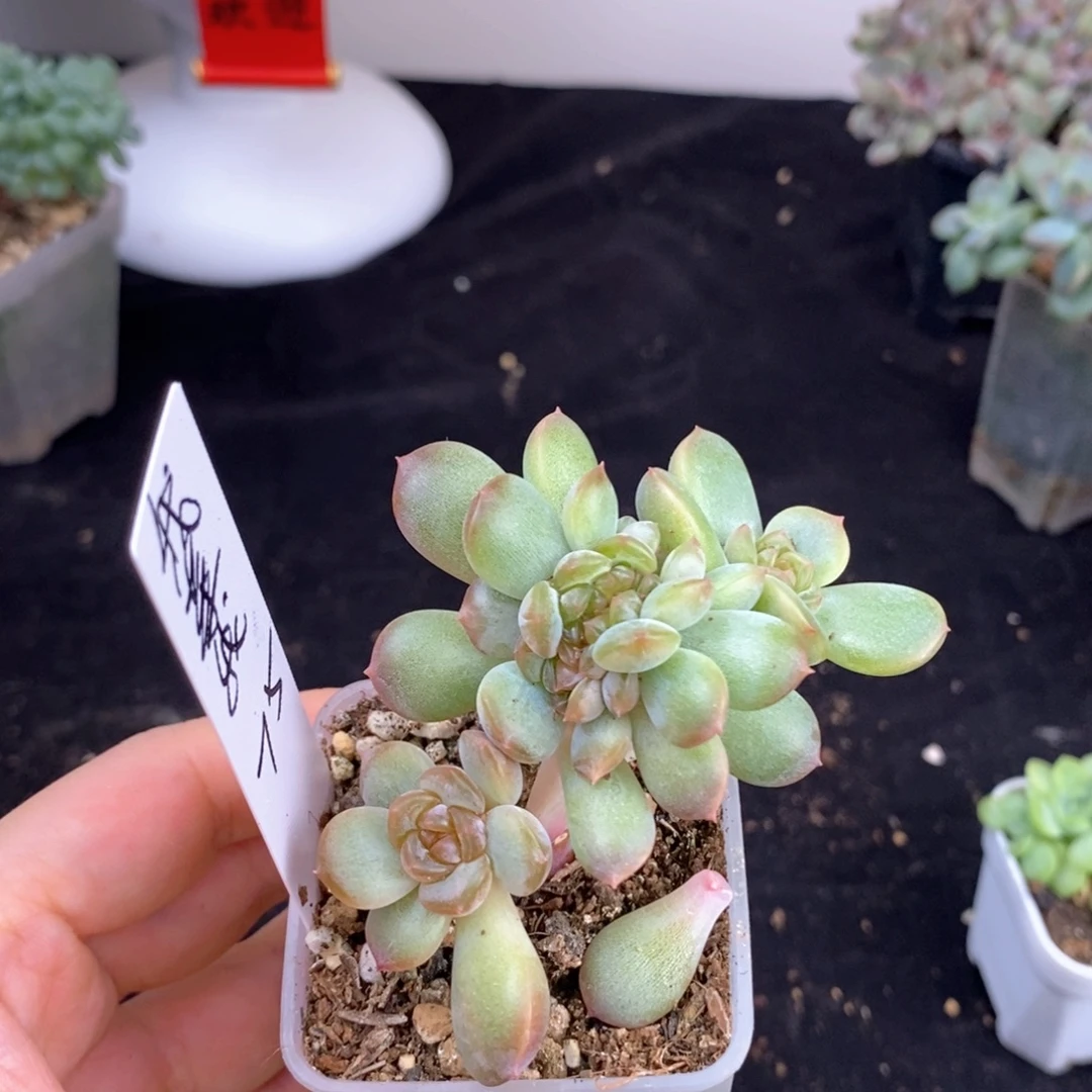 我菜一颗多肉包邮