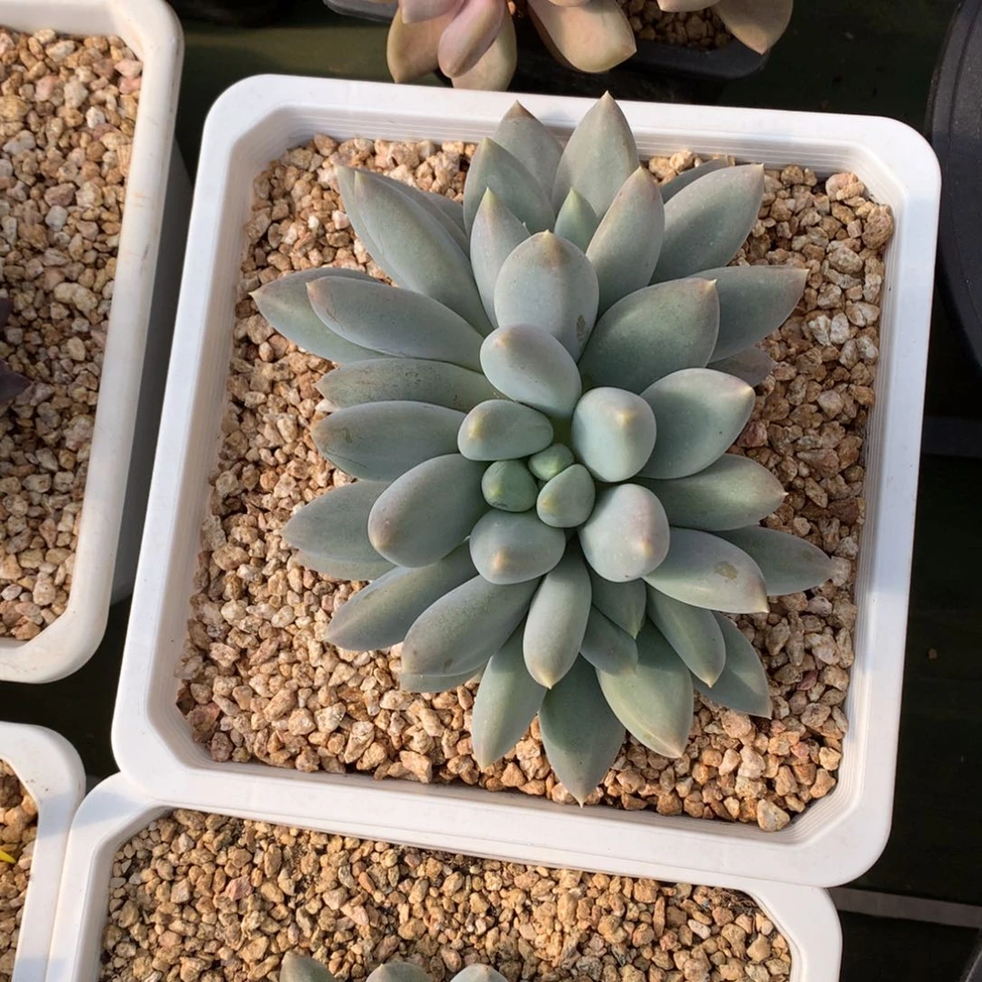 黄胖体 哥特群 一颗