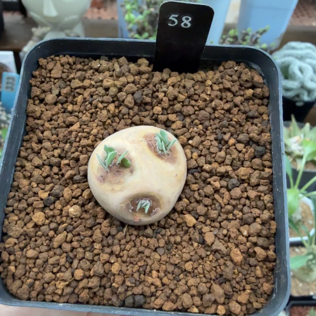 格加厚墩菊58(产地)