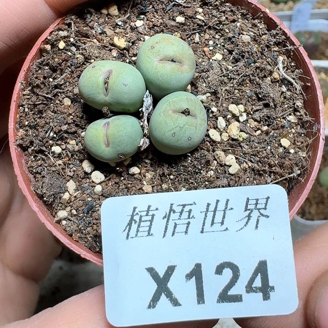 124号多肉植物哇f gv b