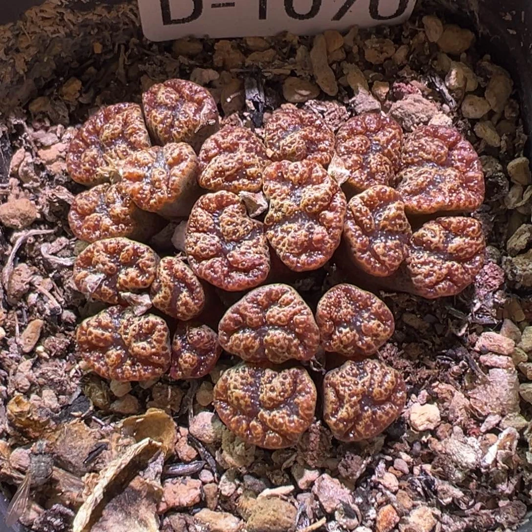 多肉植物111111111111