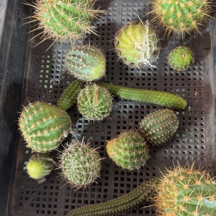 232筐拍无售后无根侧牙斑小