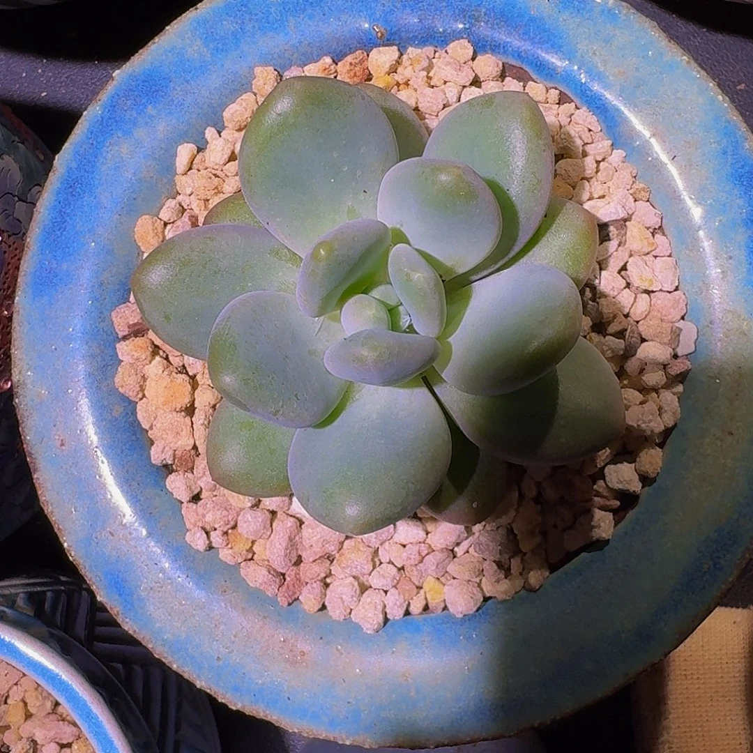 奶龙 单头 一物一拍