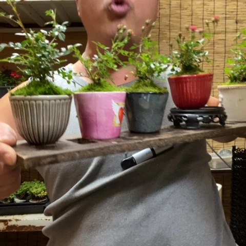 红陶圆托淡粉月季一盆器型随缘带盆发货