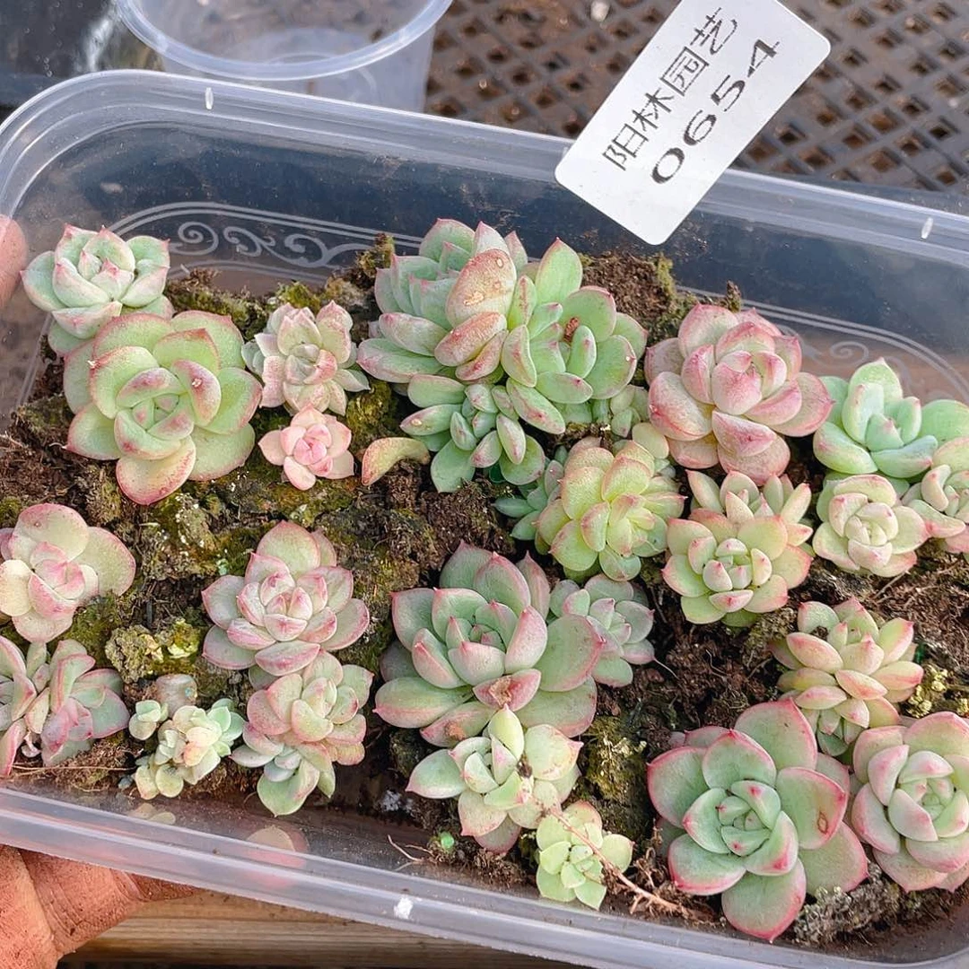 多肉植物多肉植物654