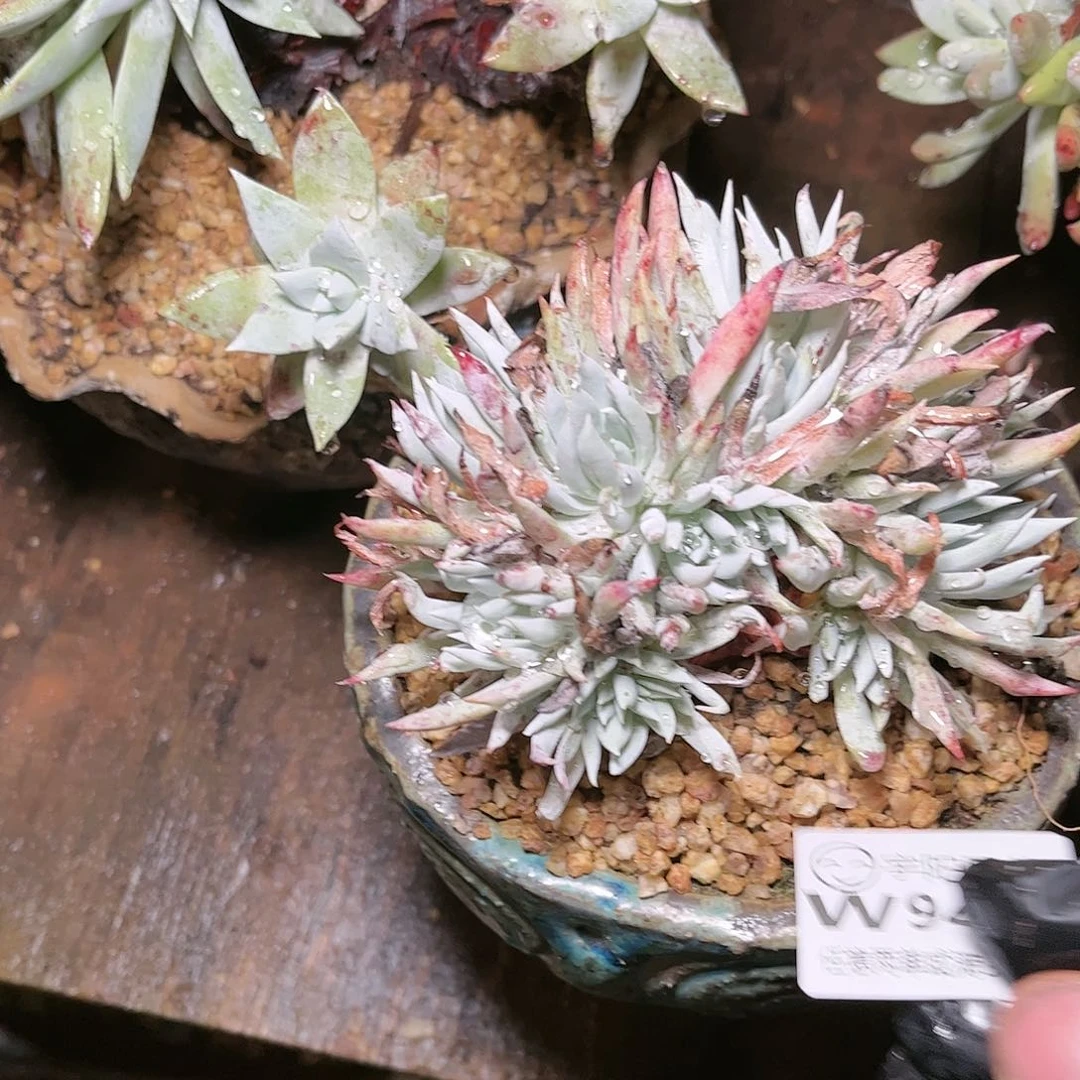 9404奴婢仙女杯多肉