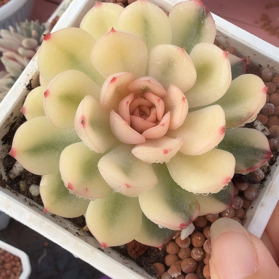 武仙座锦，宽覆轮锦，多肉植物。