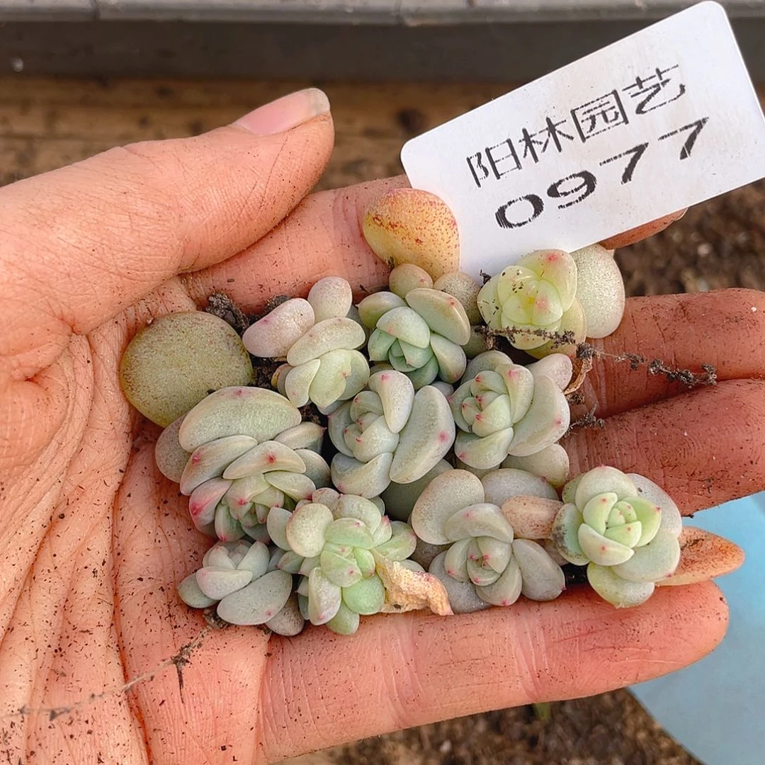 多肉植物多肉植物977