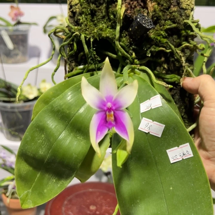 大部分花苞少量开放火贝浓香带花苞