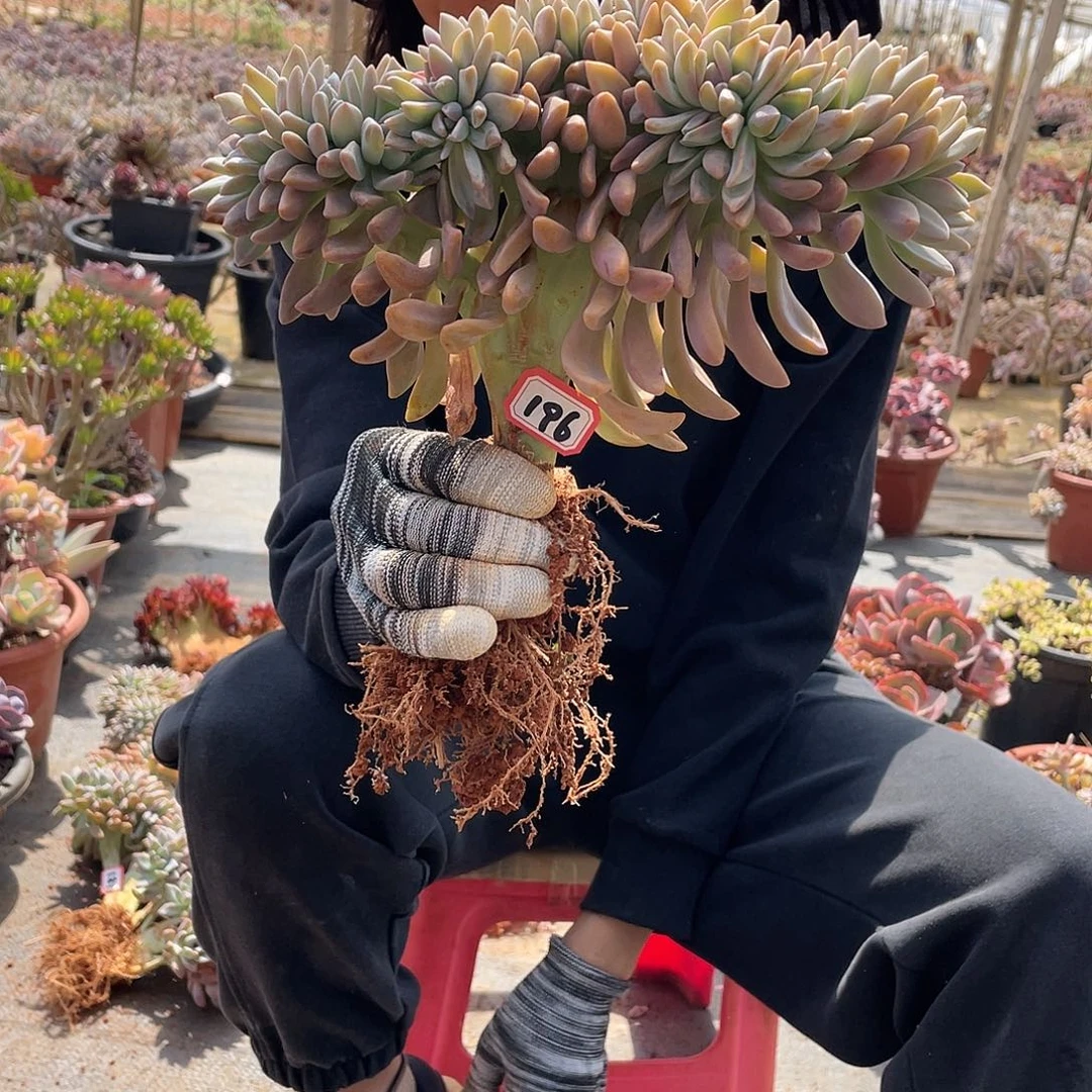 196淡雪缀 十号 一物一拍多肉