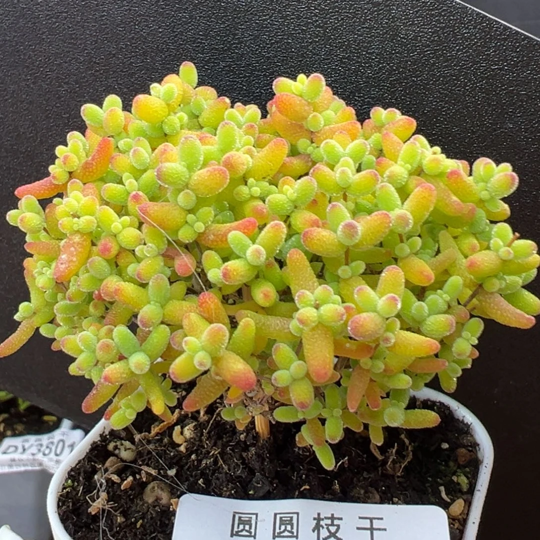 dy3806精控蜜橘糖球冠幅6.5cm